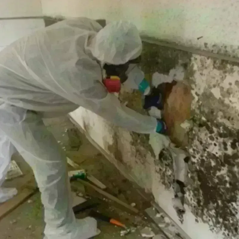 Mold Remediation and Removal in Eldridge, CA